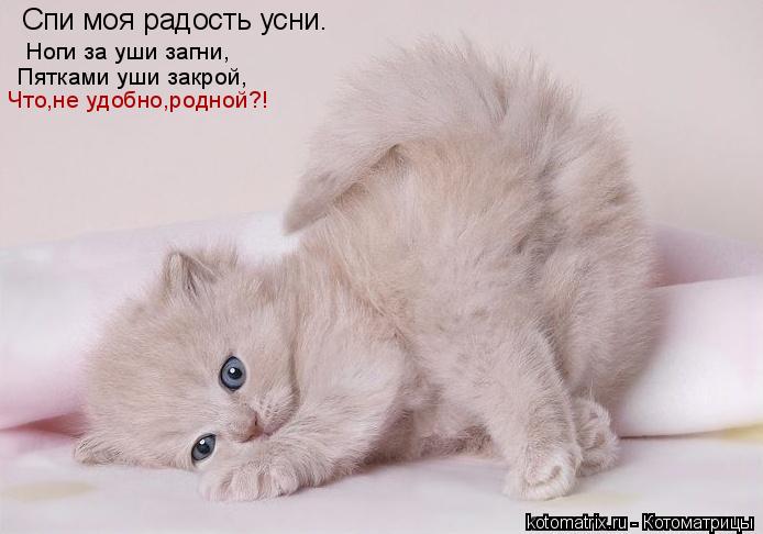 Спи моя радость усни. Ноги за уши загни, Пятками уши закрой, Что,не удобно,родной?!... Котоматрица: Спи моя радость усни. Ноги за уши загни, Пятками уши закрой, Что,не удобно,родной?!