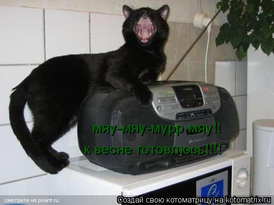 к весне готовлюсь!!!! мяу-мяу-мурр мяу!!... Котоматрица: к весне готовлюсь!!!! мяу-мяу-мурр мяу!!
