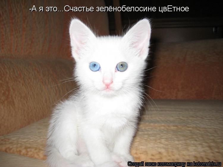 -А я это...Счастье зелёнобелосине цвЕтное... Котоматрица: -А я это...Счастье зелёнобелосине цвЕтное