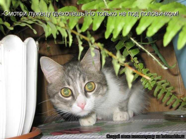 -Смотри лужецу гдехочешь!Но только не под половичком!... Котоматрица: -Смотри лужецу гдехочешь!Но только не под половичком!