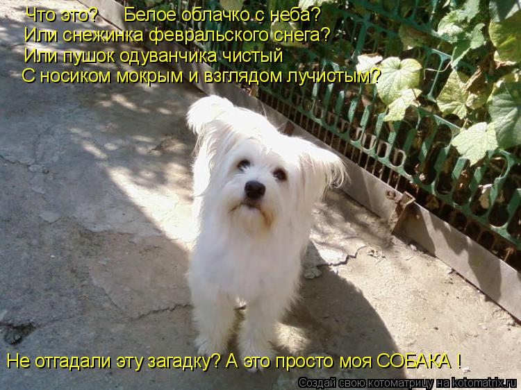 Что это? Белое облачко с неба? Или снежинка февральского снега? Или пушок одуванчика чистый С нос... Котоматрица: Что это? Белое облачко с неба? Или снежинка февральского снега? Или пушок одуванчика чистый С носиком мокрым и взглядом лучистым? Не отгад