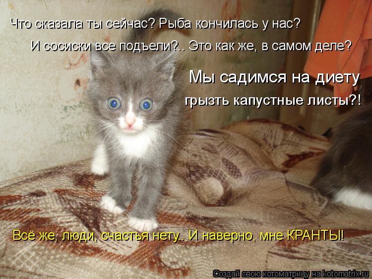 Что сказала ты сейчас? Рыба кончилась у нас? И сосиски все подъели?.. Это как же, в самом деле? Мы са... Котоматрица: Что сказала ты сейчас? Рыба кончилась у нас? И сосиски все подъели?.. Это как же, в самом деле? Мы садимся на диету грызть капустные листы?! Вс