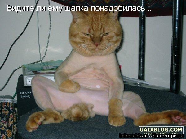 Видите ли ему шапка понадобилась...... Котоматрица: Видите ли ему шапка понадобилась...