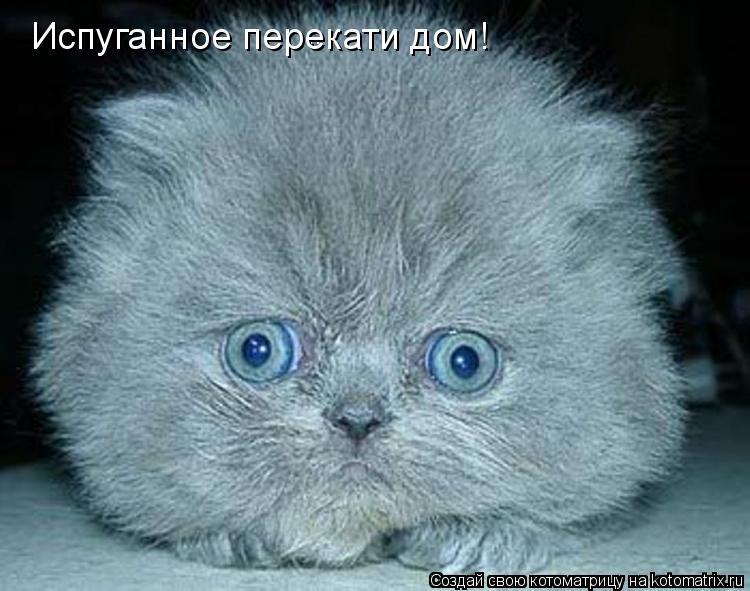 Котоматрица: Испуганное перекати дом!