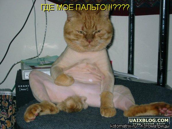 ГДЕ МОЕ ПАЛЬТО!!!????... Котоматрица: ГДЕ МОЕ ПАЛЬТО!!!????