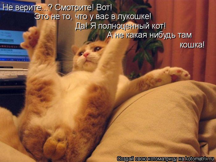 Не верите...? Смотрите! Вот! Это не то, что у вас в лукошке! Да! Я полноценный кот! А не какая ниб... Котоматрица: Не верите...? Смотрите! Вот! Это не то, что у вас в лукошке! Да! Я полноценный кот! А не какая нибудь там кошка!