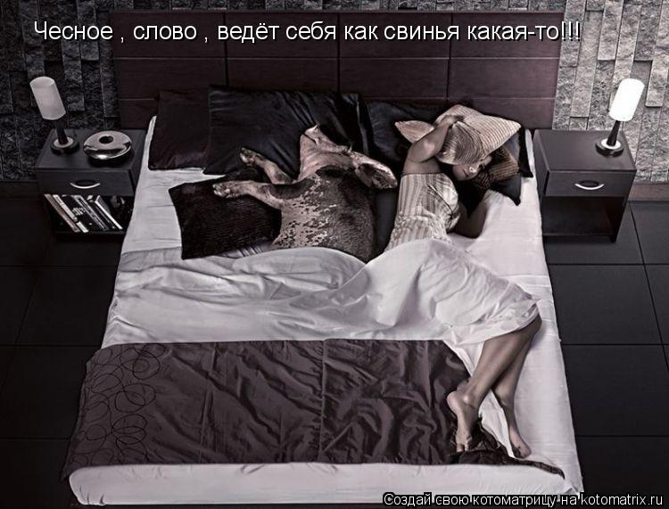 Чесное , слово , ведёт себя как свинья какая-то!!!... Котоматрица: Чесное , слово , ведёт себя как свинья какая-то!!!