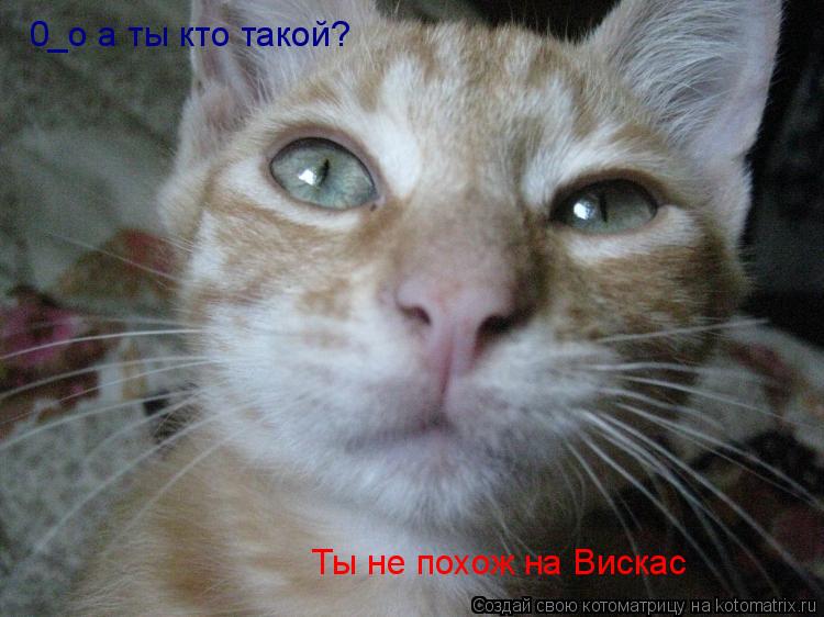 0_о а ты кто такой? Ты не похож на Вискас... Котоматрица: 0_о а ты кто такой? Ты не похож на Вискас