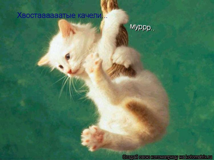 Хвостаааааатые качели... муррр..... Котоматрица: Хвостаааааатые качели... муррр..