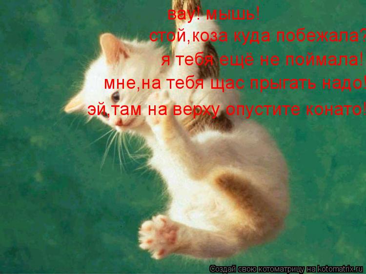вау! мышь! стой,коза куда побежала? я тебя ещё не поймала! мне,на тебя щас прыгать надо! эй,там на ве... Котоматрица: вау! мышь! стой,коза куда побежала? я тебя ещё не поймала! мне,на тебя щас прыгать надо! эй,там на верху опустите конато!
