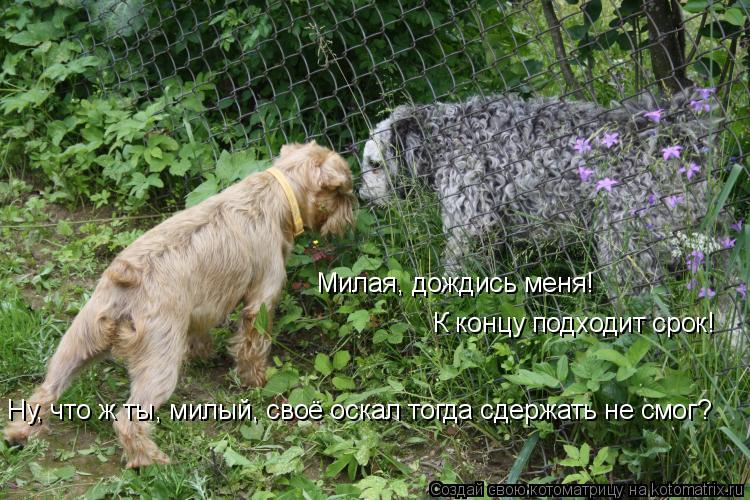 Милая, дождись меня! К концу подходит срок! Ну, что ж ты, милый, своё оскал тогда сдержать не смог?... Котоматрица: Милая, дождись меня! К концу подходит срок! Ну, что ж ты, милый, своё оскал тогда сдержать не смог?