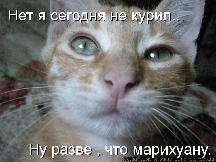 Нет я сегодня не курил... Ну разве , что марихуану.... Котоматрица: Нет я сегодня не курил... Ну разве , что марихуану.