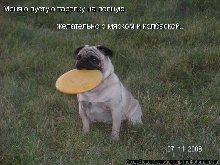 Меняю пустую тарелку на полную, желательно с мяском и колбаской....... Котоматрица: Меняю пустую тарелку на полную, желательно с мяском и колбаской....