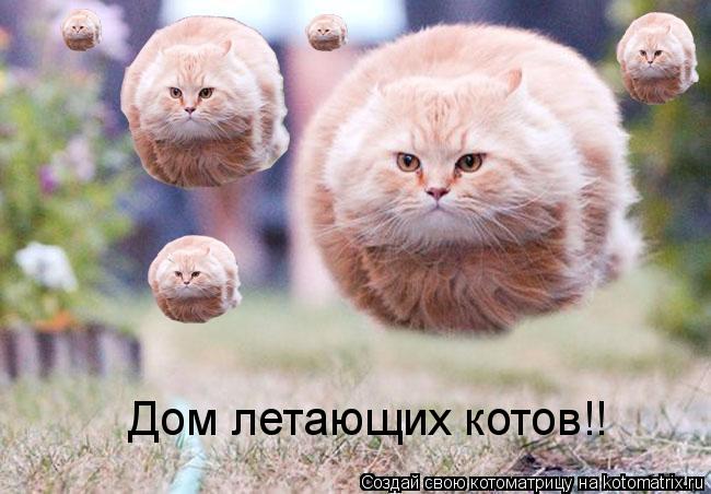 Дом летающих котов!!... Котоматрица: Дом летающих котов!!