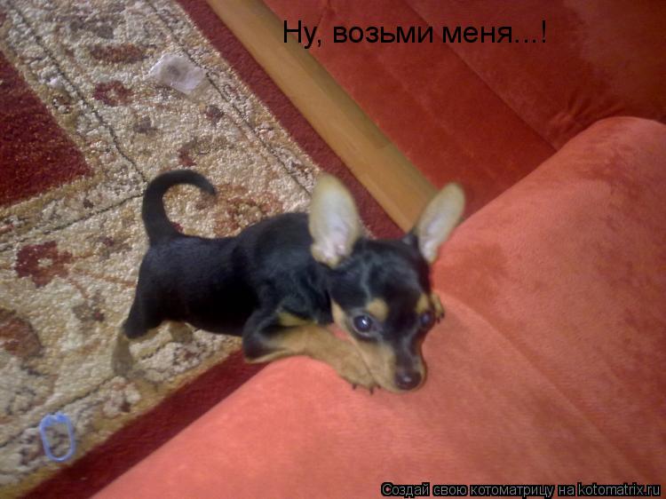 Ну, возьми меня...!... Котоматрица: Ну, возьми меня...!