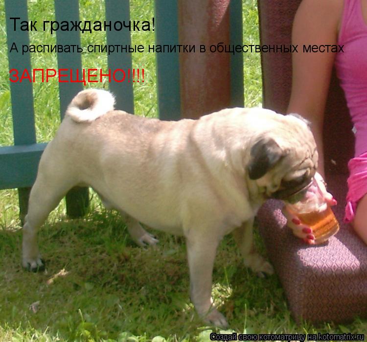 Так гражданочка! А распивать спиртные напитки в общественных местах ЗАПРЕЩЕНО!!!!... Котоматрица: Так гражданочка! А распивать спиртные напитки в общественных местах ЗАПРЕЩЕНО!!!!