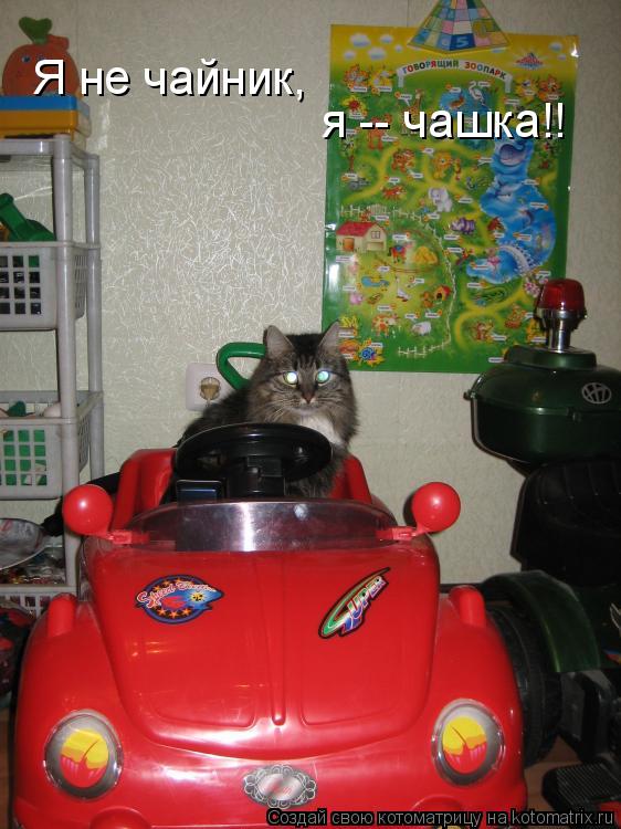 я -- чашка!! Я не чайник,... Котоматрица: я -- чашка!! Я не чайник,