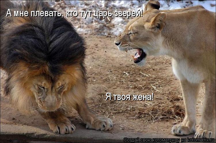 А мне плевать, кто тут царь зверей! Я твоя жена!... Котоматрица: А мне плевать, кто тут царь зверей! Я твоя жена!