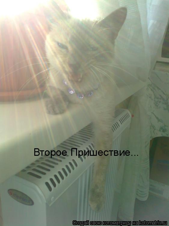 Второе Пришествие...... Котоматрица: Второе Пришествие...