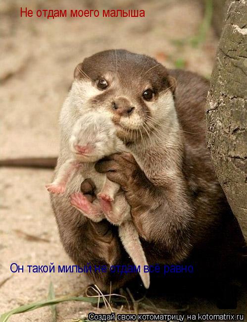 Не отдам моего малыша Он такой милый не отдам всё равно... Котоматрица: Не отдам моего малыша Он такой милый не отдам всё равно