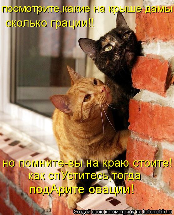 посмотрите,какие на крыше дамы! сколько грации!! но помните-вы на краю стоите! как спУститесь,тогда п... Котоматрица: посмотрите,какие на крыше дамы! сколько грации!! но помните-вы на краю стоите! как спУститесь,тогда подАрите овации!