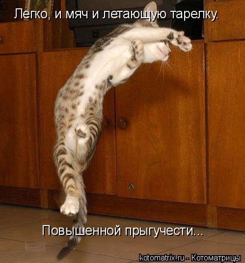 Легко, и мяч и летающую тарелку. Повышенной прыгучести...... Котоматрица: Легко, и мяч и летающую тарелку. Повышенной прыгучести...
