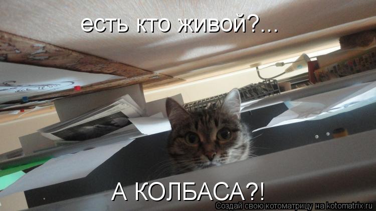 есть кто живой?... А КОЛБАСА?!... Котоматрица: есть кто живой?... А КОЛБАСА?!