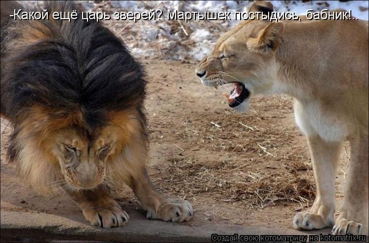 -Какой ещё царь зверей? Мартышек постыдись, бабник!..... Котоматрица: -Какой ещё царь зверей? Мартышек постыдись, бабник!..