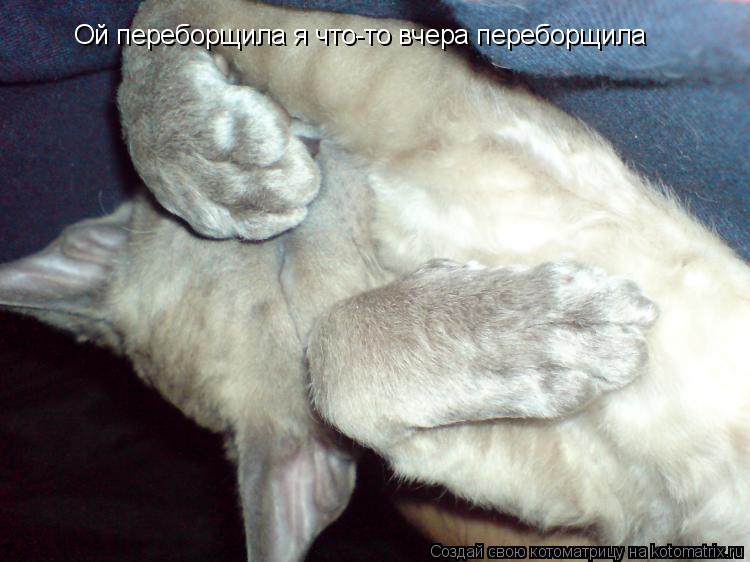 Ой переборщила я что-то вчера переборщила... Котоматрица: Ой переборщила я что-то вчера переборщила