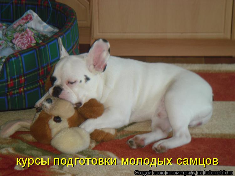 курсы подготовки молодых самцов... Котоматрица: курсы подготовки молодых самцов