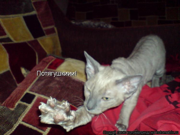 Потягушкиии!... Котоматрица: Потягушкиии!