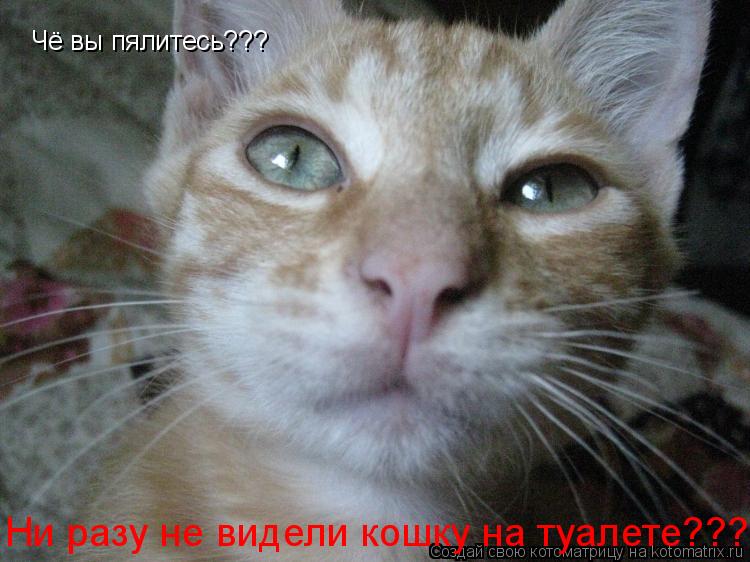 Чё вы пялитесь??? Ни разу не видели кошку на туалете???... Котоматрица: Чё вы пялитесь??? Ни разу не видели кошку на туалете???
