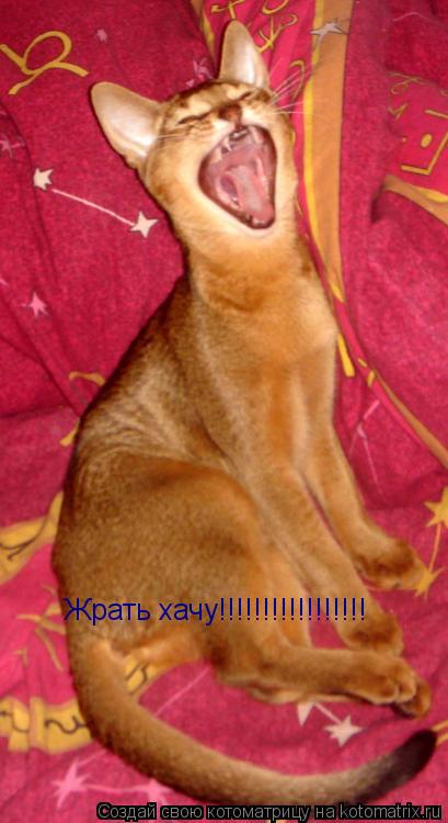 Жрать хачу!!!!!!!!!!!!!!!!!... Котоматрица: Жрать хачу!!!!!!!!!!!!!!!!!