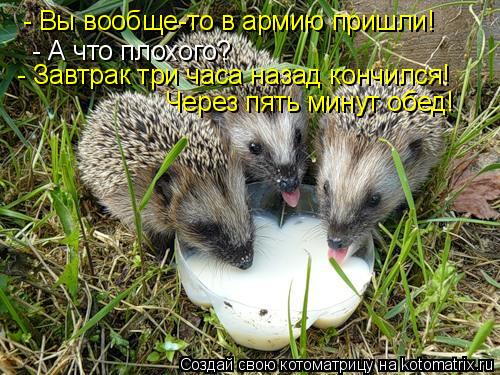 - Вы вообще-то в армию пришли! - А что плохого? - Завтрак три часа назад кончился! Через пять минут о... Котоматрица: - Вы вообще-то в армию пришли! - А что плохого? - Завтрак три часа назад кончился! Через пять минут обед!