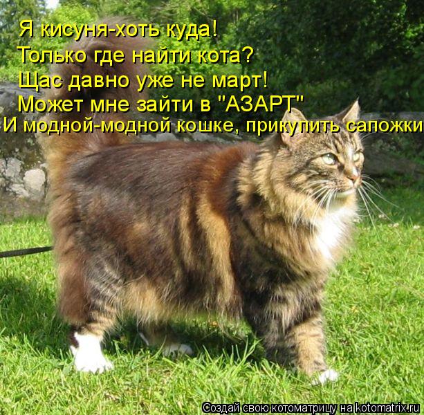 Я кисуня-хоть куда! Только где найти кота? Щас давно уже не март! Может мне зайти в "АЗАРТ" И модной-... Котоматрица: Я кисуня-хоть куда! Только где найти кота? Щас давно уже не март! Может мне зайти в "АЗАРТ" И модной-модной кошке, прикупить сапожки!