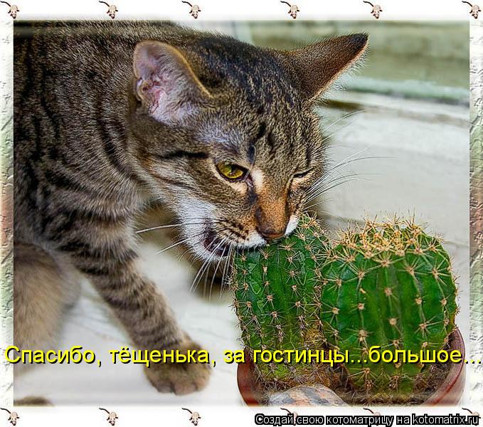 Спасибо, тёщенька, за гостинцы...большое...... Котоматрица: Спасибо, тёщенька, за гостинцы...большое...
