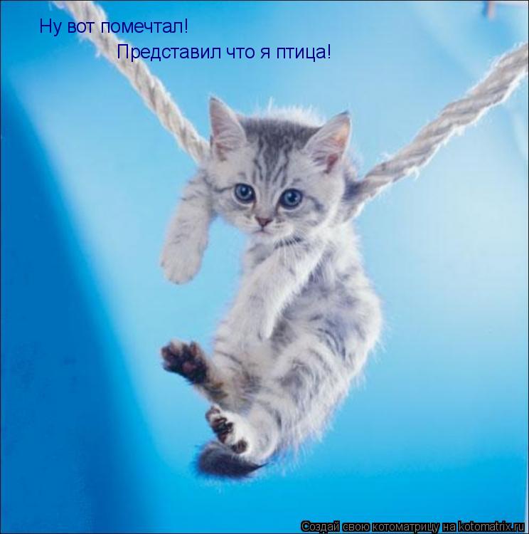 Ну вот помечтал! Представил что я птица!... Котоматрица: Ну вот помечтал! Представил что я птица!
