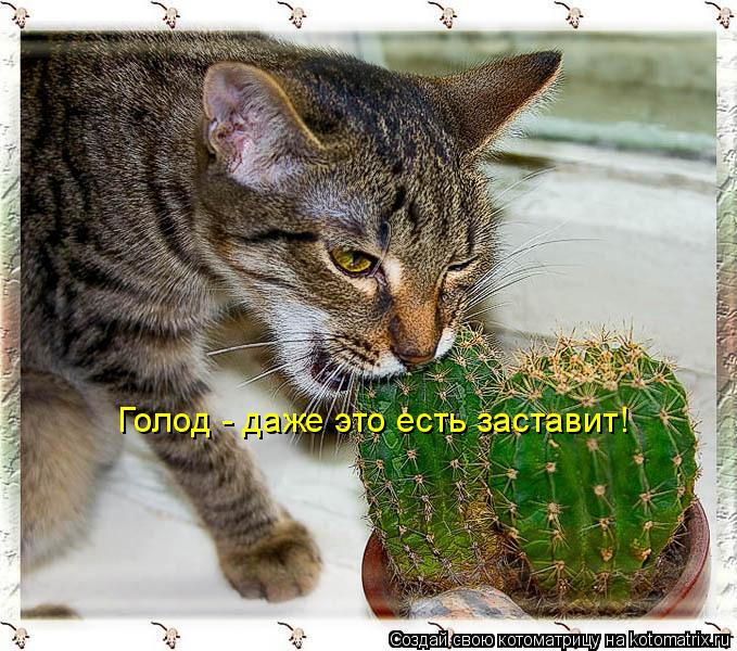 Голод - даже это есть заставит!... Котоматрица: Голод - даже это есть заставит!