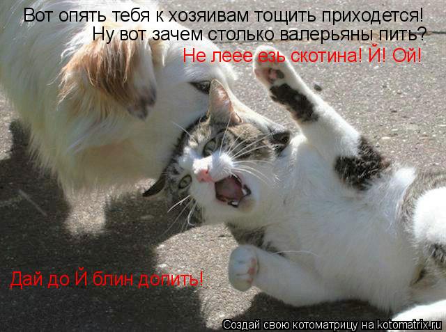 Вот опять тебя к хозяивам тощить приходется! Ну вот зачем столько валерьяны пить? Не леее езь скотина... Котоматрица: Вот опять тебя к хозяивам тощить приходется! Ну вот зачем столько валерьяны пить? Не леее езь скотина! Й! Ой! Дай до Й блин допить!