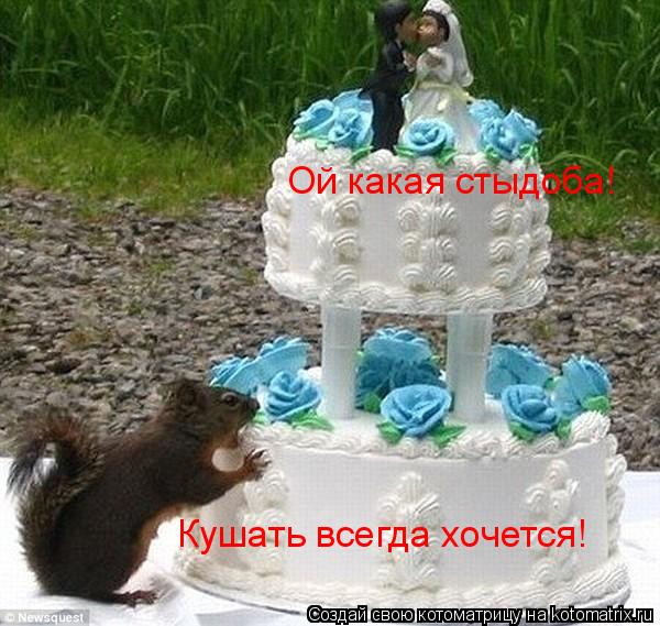 Ой какая стыдоба! Кушать всегда хочется!... Котоматрица: Ой какая стыдоба! Кушать всегда хочется!