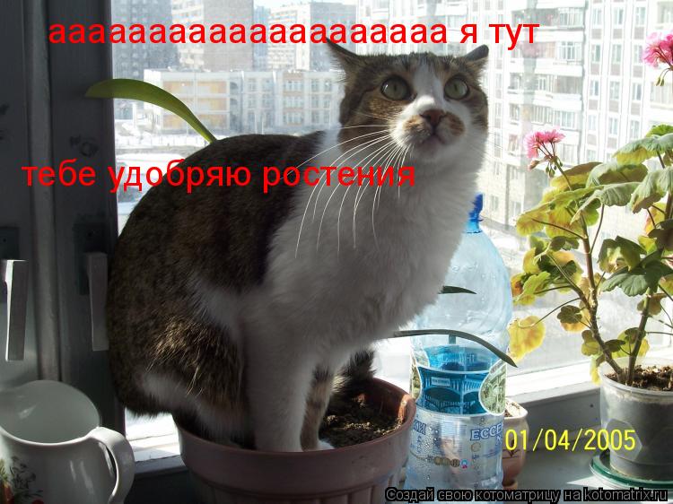 аааааааааааааааааааа я тут тебе удобряю ростения... Котоматрица: аааааааааааааааааааа я тут тебе удобряю ростения