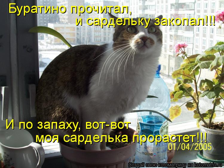 моя сарделька прорастет!!! Буратино прочитал, И по запаху, вот-вот и сардельку закопал!!!... Котоматрица: моя сарделька прорастет!!! Буратино прочитал, И по запаху, вот-вот и сардельку закопал!!!