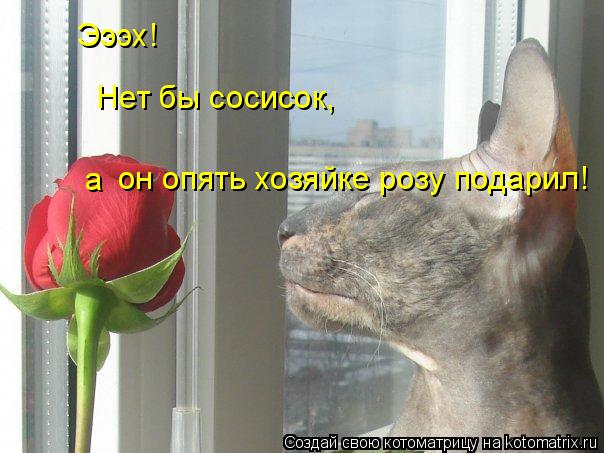 Эээх! Нет бы сосисок, он опять хозяйке розу подарил! а... Котоматрица: Эээх! Нет бы сосисок, он опять хозяйке розу подарил! а