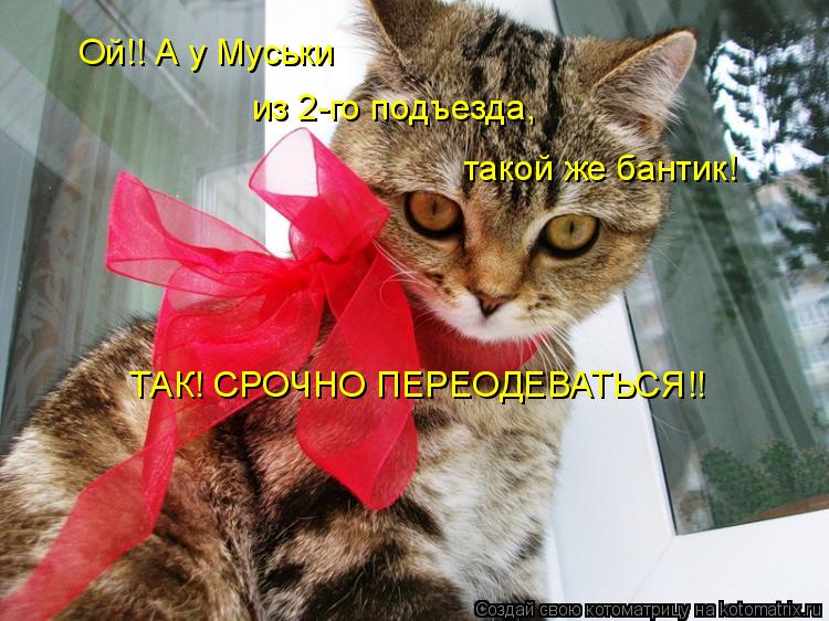 Ой!! А у Муськи из 2-го подъезда, такой же бантик! ТАК! СРОЧНО ПЕРЕОДЕВАТЬСЯ!!... Котоматрица: Ой!! А у Муськи из 2-го подъезда, такой же бантик! ТАК! СРОЧНО ПЕРЕОДЕВАТЬСЯ!!