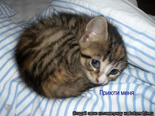 Приюти меня...... Котоматрица: Приюти меня...
