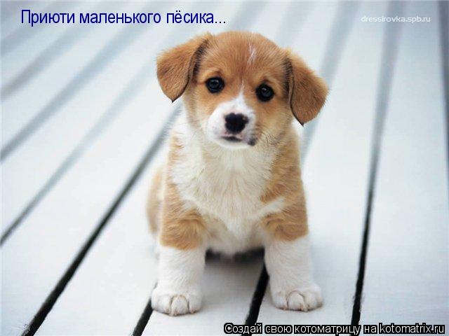 Приюти маленького пёсика...... Котоматрица: Приюти маленького пёсика...