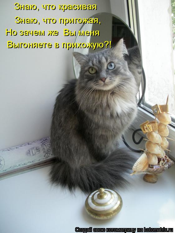 Знаю, что красивая Знаю, что пригожая, Но зачем же Вы меня Выгоняете в прихожую?!... Котоматрица: Знаю, что красивая Знаю, что пригожая, Но зачем же Вы меня Выгоняете в прихожую?!