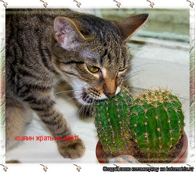 хозяин жрать не даёт!... Котоматрица: хозяин жрать не даёт!