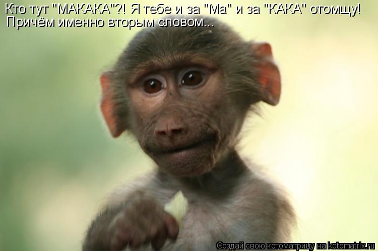 Кто тут "МАКАКА"?! Я тебе и за "Ма" и за "КАКА" отомщу! Причём именно вторым словом...... Котоматрица: Кто тут "МАКАКА"?! Я тебе и за "Ма" и за "КАКА" отомщу! Причём именно вторым словом...
