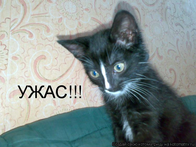 УЖАС!!!... Котоматрица: УЖАС!!!